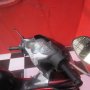 JUAL HONDA BLADE 2012 MERAH 