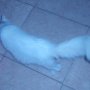 kucing persia medium putih betina murah