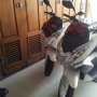 Jual Over Kredit Honda PCX 150 2013 Putih Baru