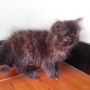 Kitten Kucing Persia Flatnose Tortie-2