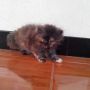 Kitten Kucing Persia Flatnose Tortie