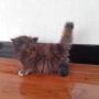 Kitten Kucing Persia Flatnose Tortie
