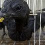 Ayam Cemani Asli Super Quality