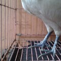 Ayam Rajek Wesi Jantan Berjari 10 Unik Langka Dan Sangat Jarang Ada