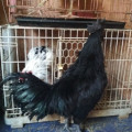 Ayam Cemani Jantan Dewasa Mantap Kwalitas Super Mantap DiJamin Mutu