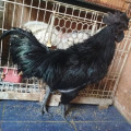 Ayam Cemani Jantan Dewasa Mantap Kwalitas Super Mantap DiJamin Mutu