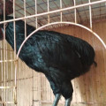 Ayam Tukung Hitam Jantan Super Langka Dan Super Jarang Ada