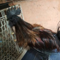 Ayam Cemara/Lidi/Landak Jantan Dewasa Warna Hitam, Emas, Merah Mantap Super Langka