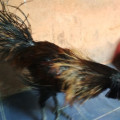 Ayam Cemara/Lidi/Landak Jantan Dewasa Warna Hitam, Emas, Merah Mantap Super Langka