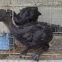 Ayam Serama,Kate,Cemani,Poland,Kapas,Batik,Kalkun,Mutiara,Pelung Dll