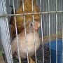 Ayam Serama 2 Jantan 4 Betina Berkwalitas