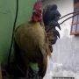 Ayam Serama Mini Murah Meriah Harga Terjangkau