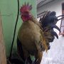 Ayam Serama Mini Murah Meriah Harga Terjangkau