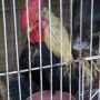 Ayam Serama Mini Murah Meriah Harga Terjangkau