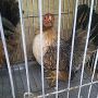 Ayam Serama 2 Jantan 4 Betina Berkwalitas