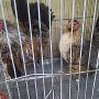 Ayam Serama 2 Jantan 4 Betina Berkwalitas