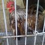 Sepasang Ayam Serama Mini Super Cantik & Indah Berseri