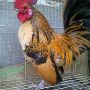 Sepasang Ayam Serama Mini Super Cantik & Indah Berseri