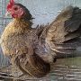 Ayam Serama 2 Jantan 4 Betina Berkwalitas