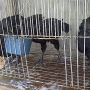 Anakkan Ayam Cemani Super Berkwalitas Umur 3,5 Bulan