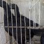 Anakkan Ayam Cemani Super Umur 3,5 Bulan