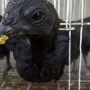 Anakkan Ayam Cemani Super Berkwalitas Umur 3,5 Bulan