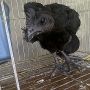 Anakkan Ayam Cemani Super Umur 3,5 Bulan