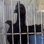 Anakkan Ayam Cemani Super Umur 3,5 Bulan