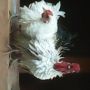 Ayam Kate Keriting Borongan 3 Ekor Murah