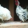 Sepasang Ayam Kate Keriting Jengger Kembang Super Langka
