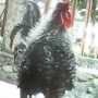 Ayam Kate Keriting Borongan 3 Ekor Murah