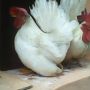 Sepasang Ayam Kate Jepang Putih Asli Keraton Jogja