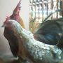 Sepasang Ayam Kate Bali Asli Unik Dan Super Langka