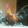 Sepasang Ayam Kate Bali Asli Unik Dan Super Langka