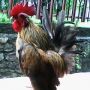Ayam Kate Serama