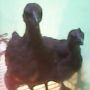 Anakkan Ayam Cemani Pembawa Hoki Hadir Kembali