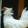 Ayam Kate Jepang Putih Betina