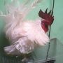 Ayam Kate Kribo Jantan Warna Putih Polos Super Langka