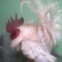 Ayam Kate Kribo Jantan Warna Exotis Putih Polos Super Langka