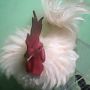 Ayam Kate Kribo Jantan Warna Putih Polos Super Langka