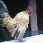 Ayam Kate Emas Exotis