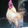 Ayam Kate Emas Exotis