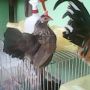 Sepasang Ayam Serama Murah