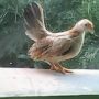 Obral Sepasang Ayam Serama Mini Murah Meriah Berkali kali