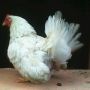 Ayam Kate Jepang Putih Betina Super