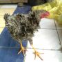 Ayam Walik Istimewa Warna Jali Kembar
