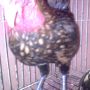 Ayam Batik Kanada Kwalitas Super Istimewa Siap Bertelur/Produksi