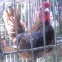 Ayam Batik Kanada Kwalitas Istimewa Batik Terang & Mengkilap
