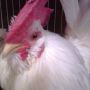 Ayam Kate Asli Super Brewok Langka Tanpa Jengger Bawah & Istimewa Warna Putih Polos