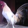 Ayam Kate Yokohama Langka Kwalitas Istimewa